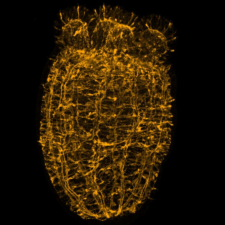sea anemone nervous system