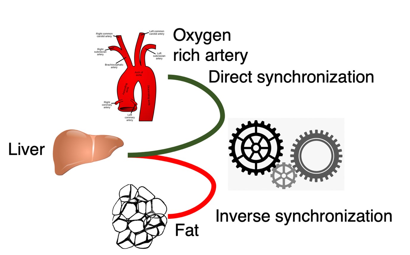 Read more about the article How synchronized are the human organs?