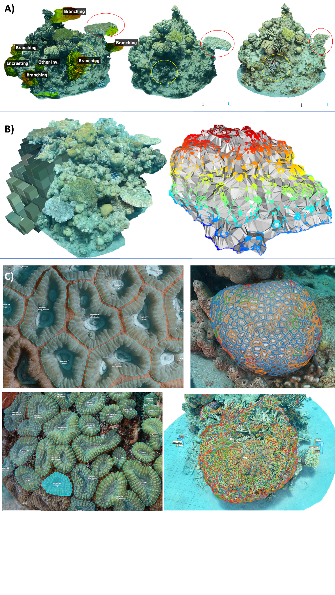 Read more about the article <strong>3D Imaging for Coral Reef Ecology</strong>