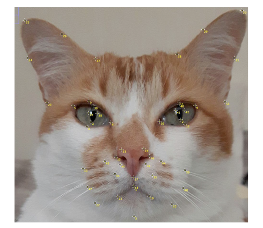 Read more about the article Say Hello to the New Digital DR DOLITTLE: AI that Knows How to Read Cats’ Emotions